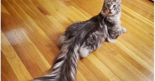 Ciri Ekor Kucing Patah Dan Pertolongan Pertama Dapat Anda Lakukan