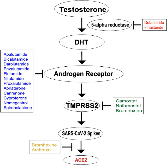 Anti Androgen Treatment for COVID-19