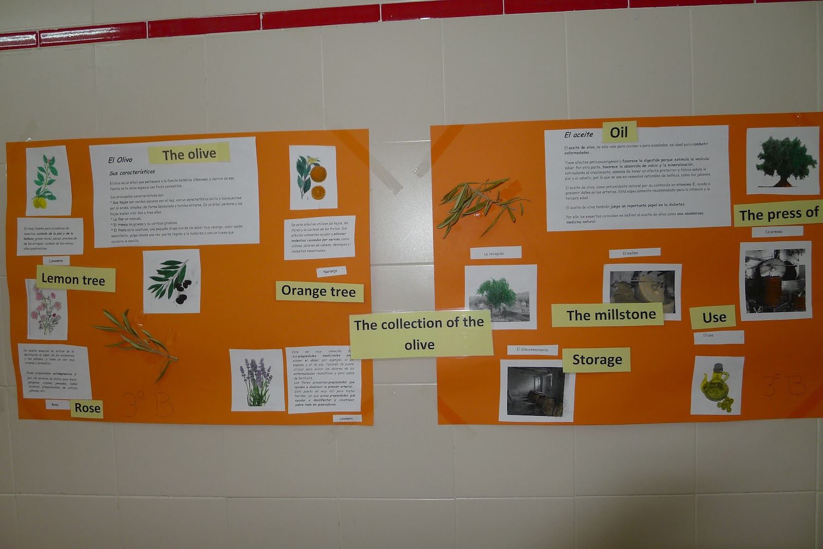 Un Bosque cercano Nuestros murales en inglés