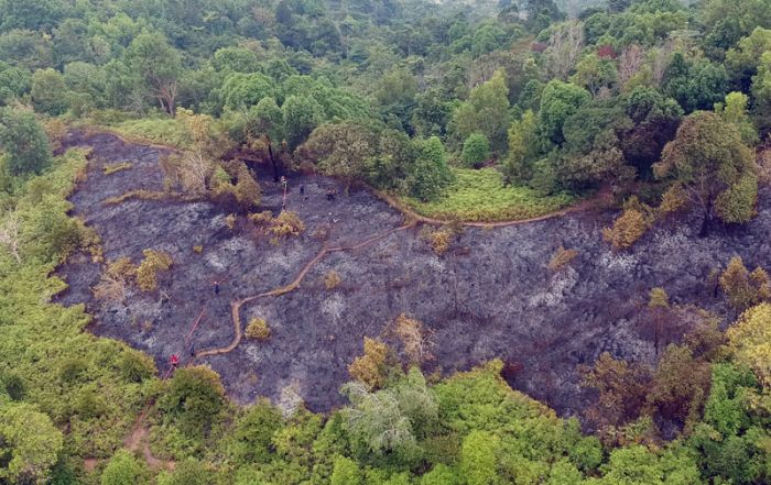 Mari Lestarikan Hutan  Indonesia dengan Program Adopsi Hutan 