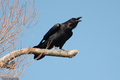 Corb (Corvus corax)