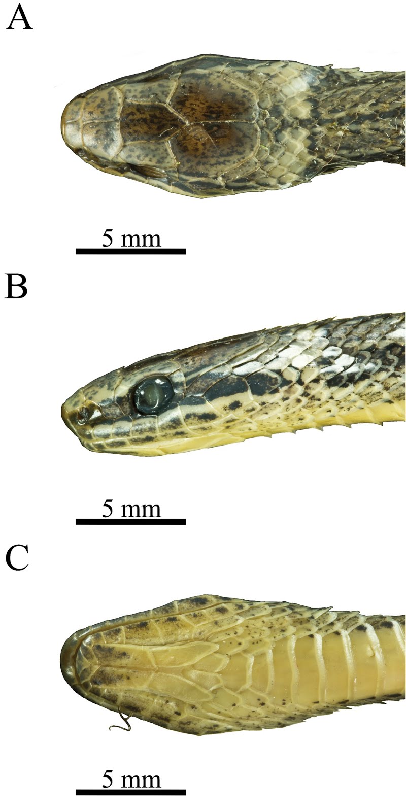 Species New to Science [Herpetology • 2018] Rhadinaea nuchalis • A New