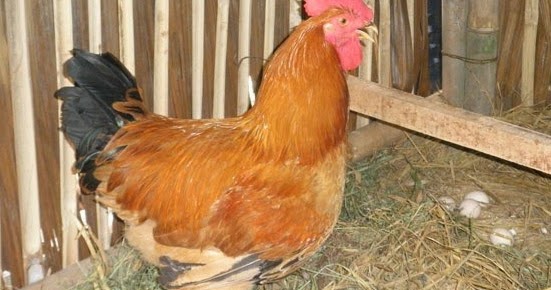 Ayam Pedaging dan Petelur
