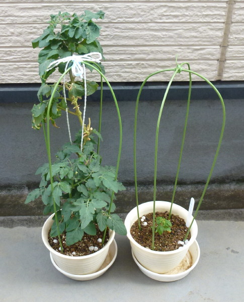 ミニトマト レジナ の育て方 春蒔きの苗 脇芽が絶好調