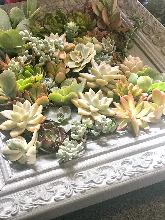 How to build a frame for succulents