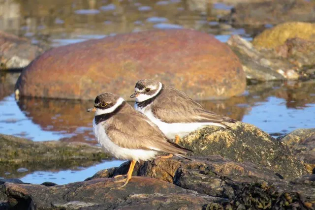 Maine Getaway: plovers at Potts Point