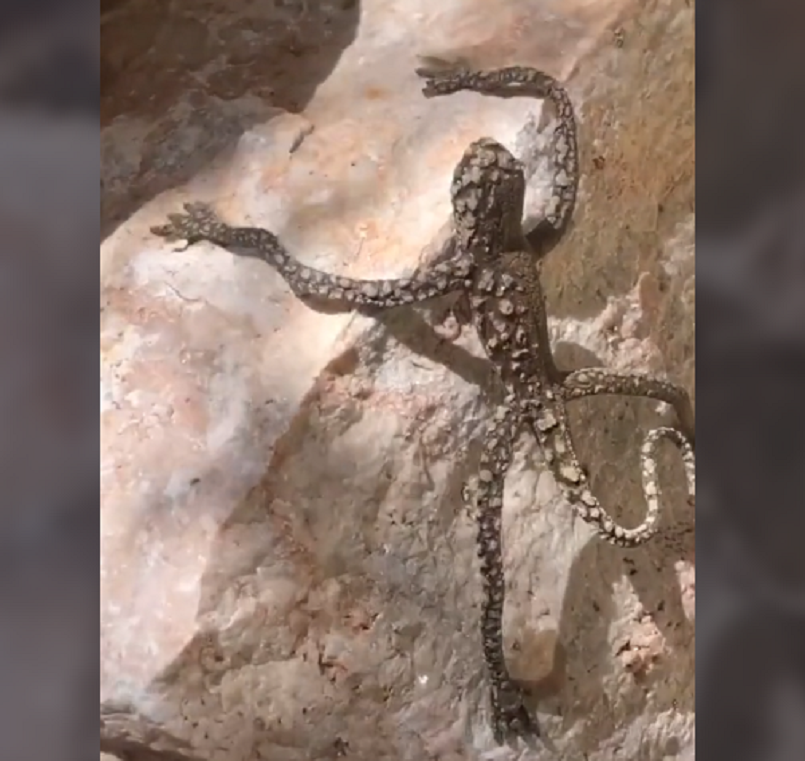 INSOLITE : Un petit lézard aux «bras humains», la découverte mystérieuse d’une Américaine