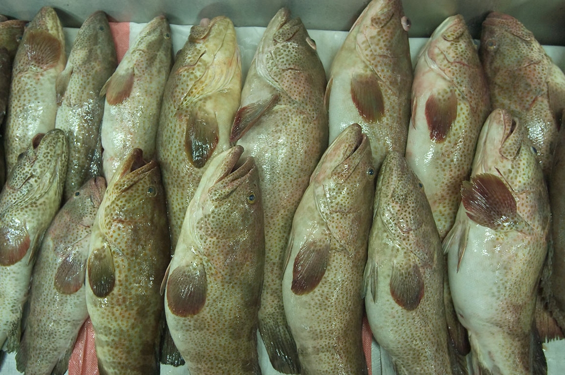 Grouper Fish Distributor Supplier Fresh Water Lobster, Wholesale
