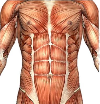 عضلات مسطحة - عضلات البطن