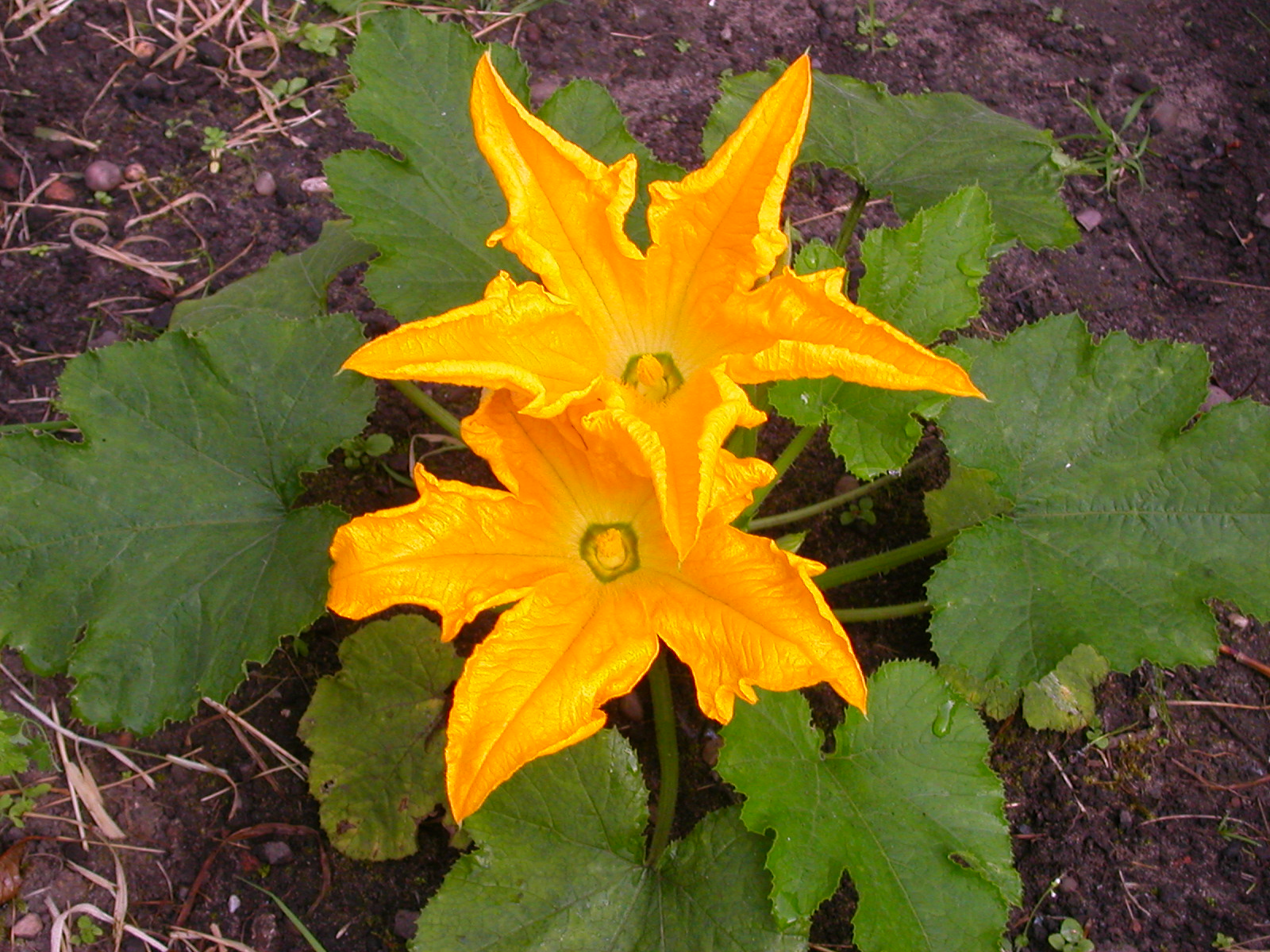 The Cut Worm the Plough