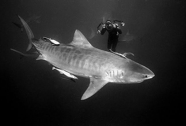 The Best Shark Dive in the World!: Aliwal Shoal - What has happened to ...