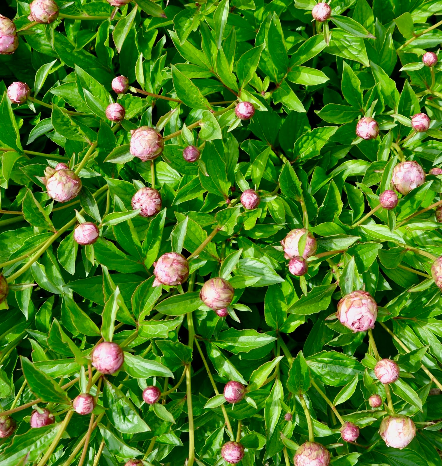 Roses Du Jardin Cheneland Spiraea Japonica White Gold
