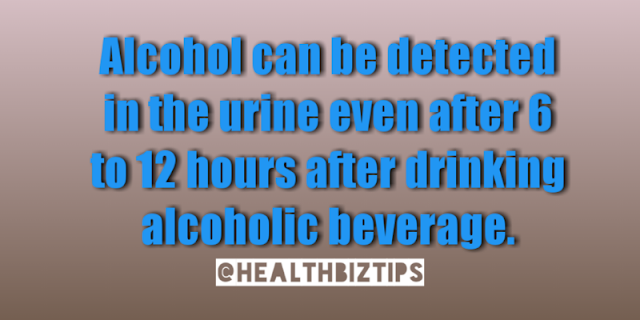 Alcohol can be detected in the urine even after 6 to 12 hours after drinking alcoholic beverage.