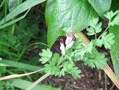 Wall Fumitory