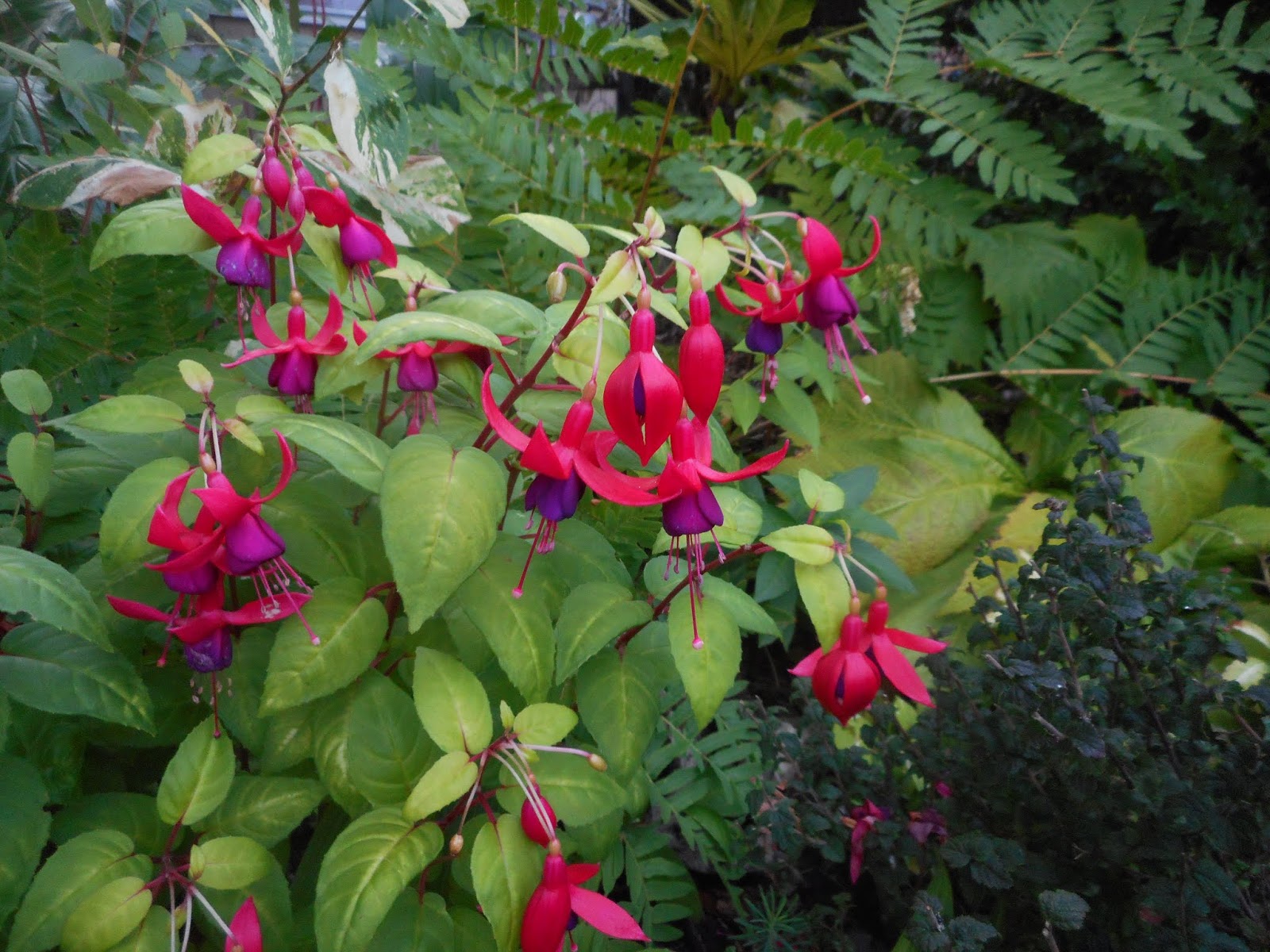 Gardening With Grace Enjoying the Blossoms Before They're Gone