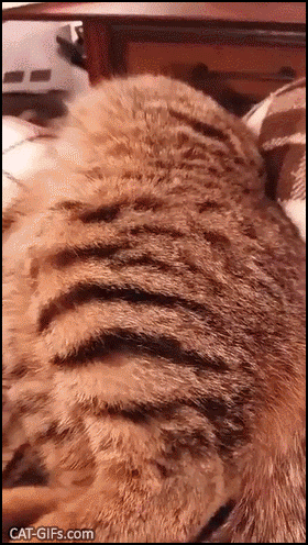 Funny Cat GIF • Lazy cat taking a nap slowly sliding off couch and falling on carpet haha Funny Cat GIF • Lazy cat taking a nap slowly sliding off couch and falling on carpet haha