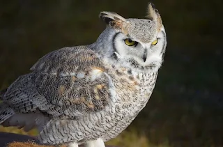 البومة الثلجية  Snowy Owl