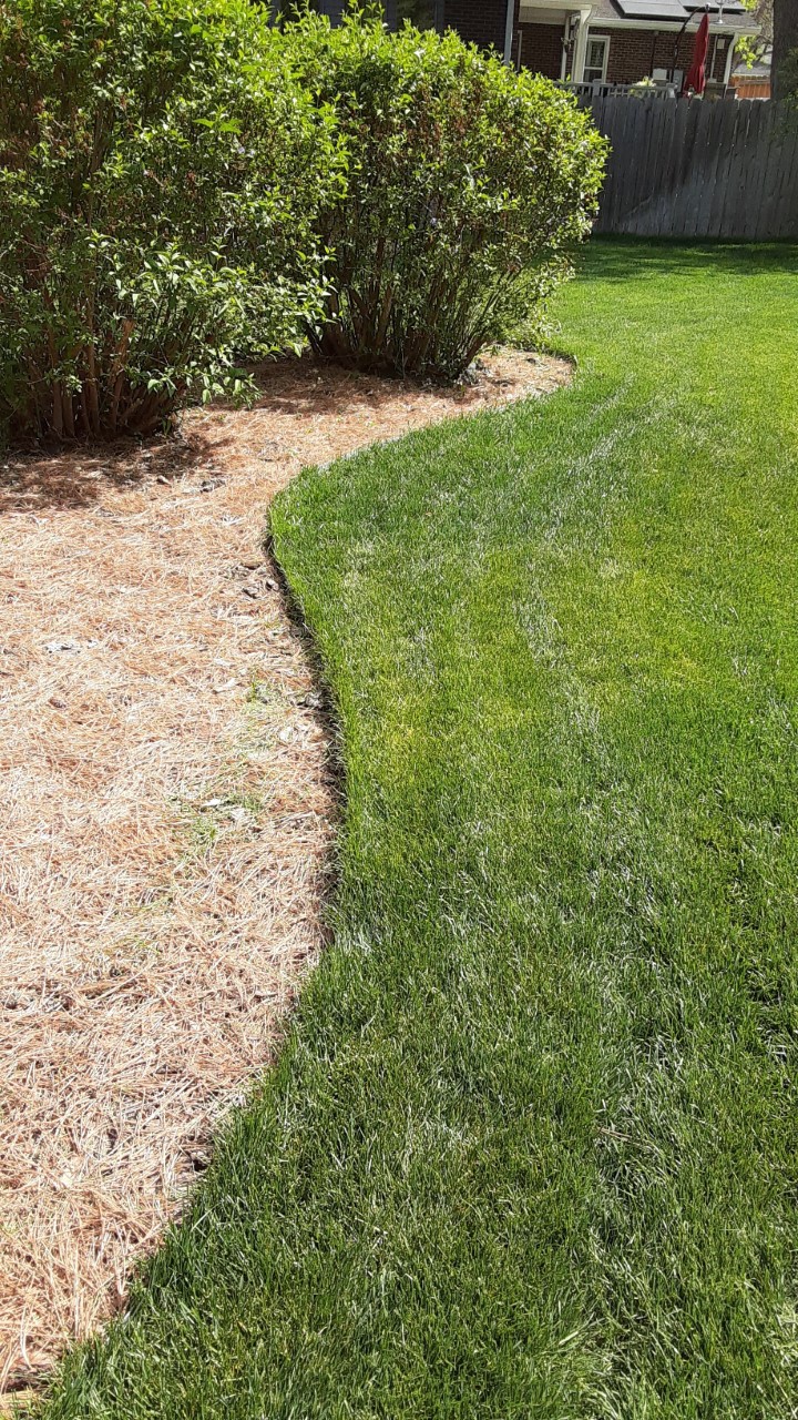 JeffCo Master Gardeners Pine Needle Mulch by Jon K. Fitzgerald