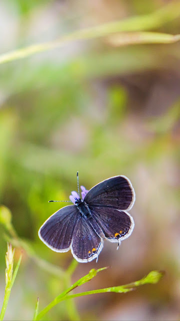 Garden, butterfly, grass, focus, macro