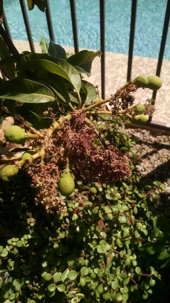 Desert Valley Orchard: Pineapple Pleasure Mango