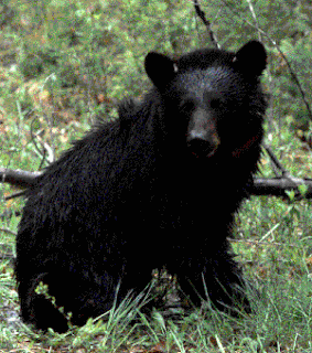 american black bear
