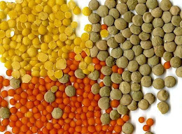 فوائد العدس