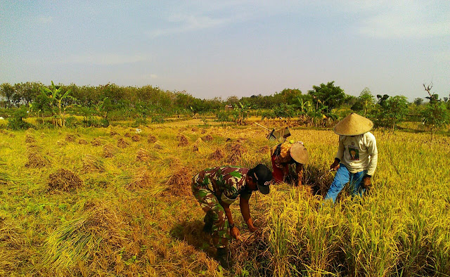 Lihat Semangatnya Rusyanto Turun Sawah Panen Padi Lihat Semangatnya Rusyanto Turun Sawah Panen Padi