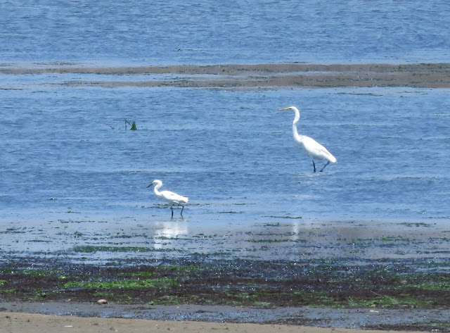 Snowy Egret and Great Egret - Jamaica Bay, New York