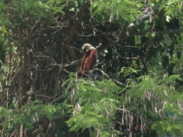 eagle masinagudi india april 2017 safari by anuj hissaria