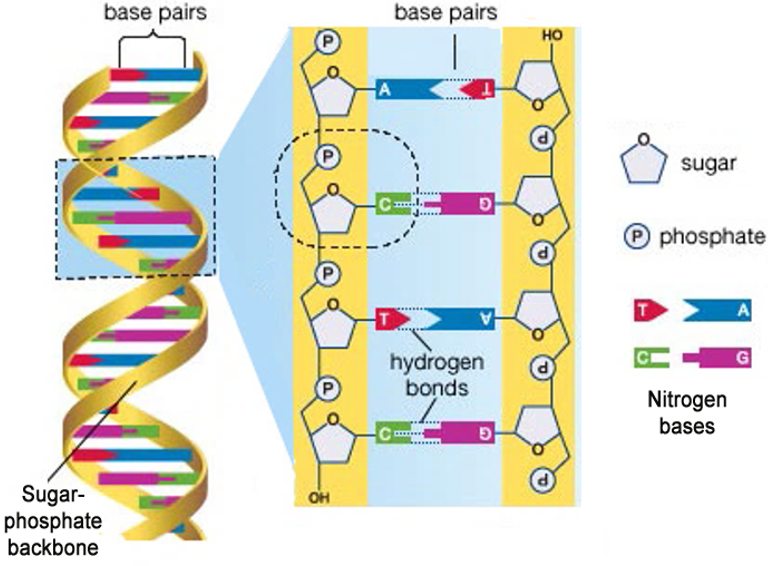 Molecular Basis of Inheritance Plus 2 Zoology Exam Capsule Notes (