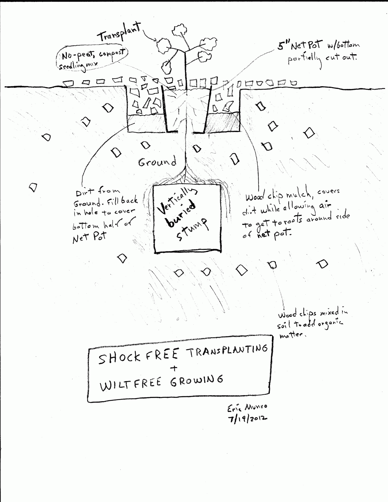 Low Cost Vegetable Garden Shock & Wilt Free Transplanting