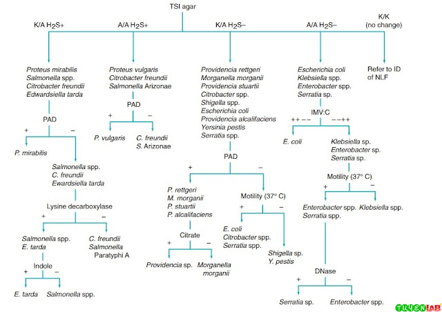 Flow Chart For Enterobacteriaceae