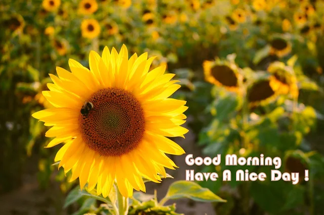 good morning flower images free download