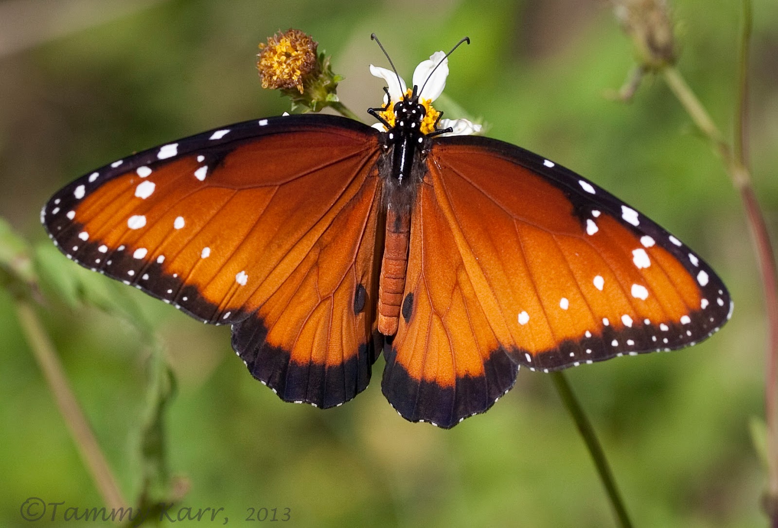 i heart florida birds Recent Butterflies & Moths