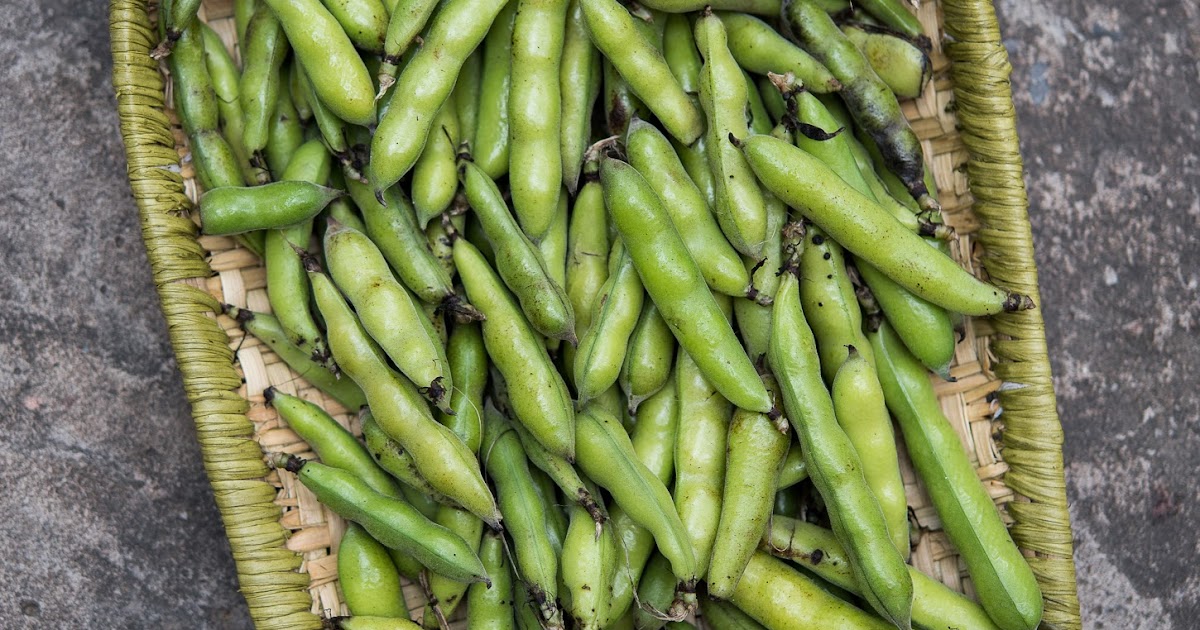 fava beans or bakla a bean rich in Ldopa recipe of bakla ki subzi HealthFoodDesiVideshi