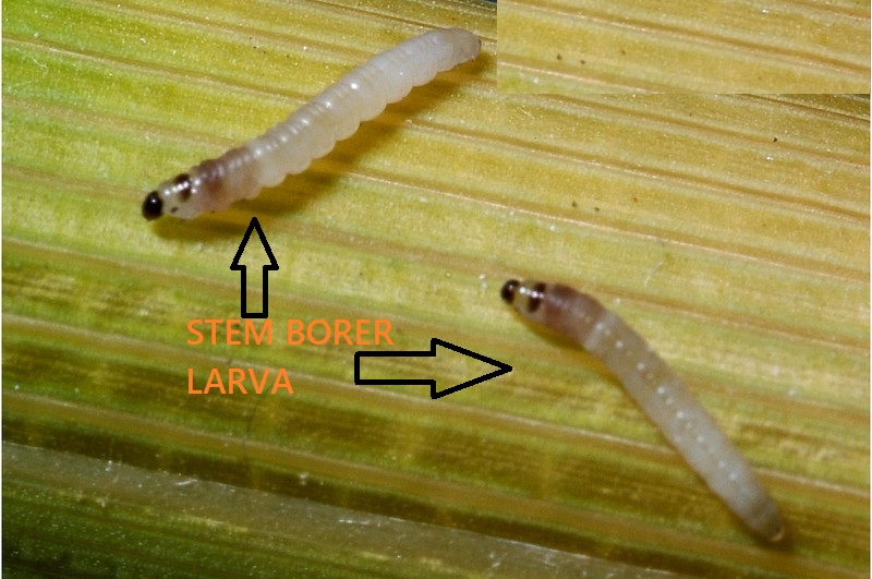 STEM BORER (Scirpophaga incertulas) OF PADDY. AGRI FOCUS