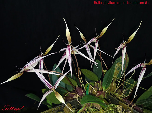Bulbophyllum quadricaudatum