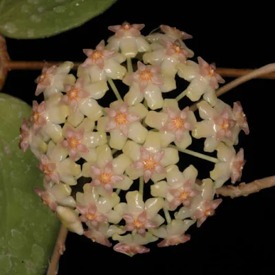 ดอกโฮย่าบาลา Hoya balaensis