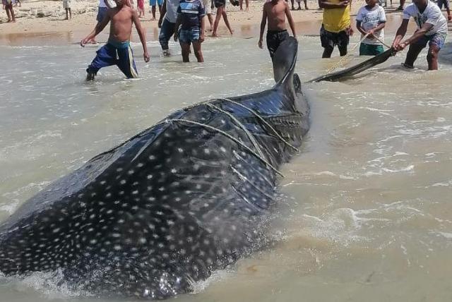 hoyennoticia.com, Tiburón Ballena fue devuelto al mar por pescadores de Manaure