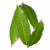 mango leaves