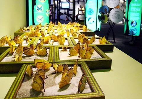 「福蝶」南下高雄 26日起展覽