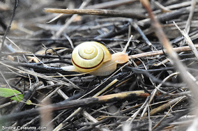 Cargol llistat de bosc (Cepaea nemoralis)