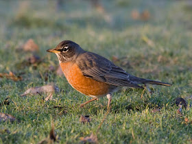 Photo of American Robin