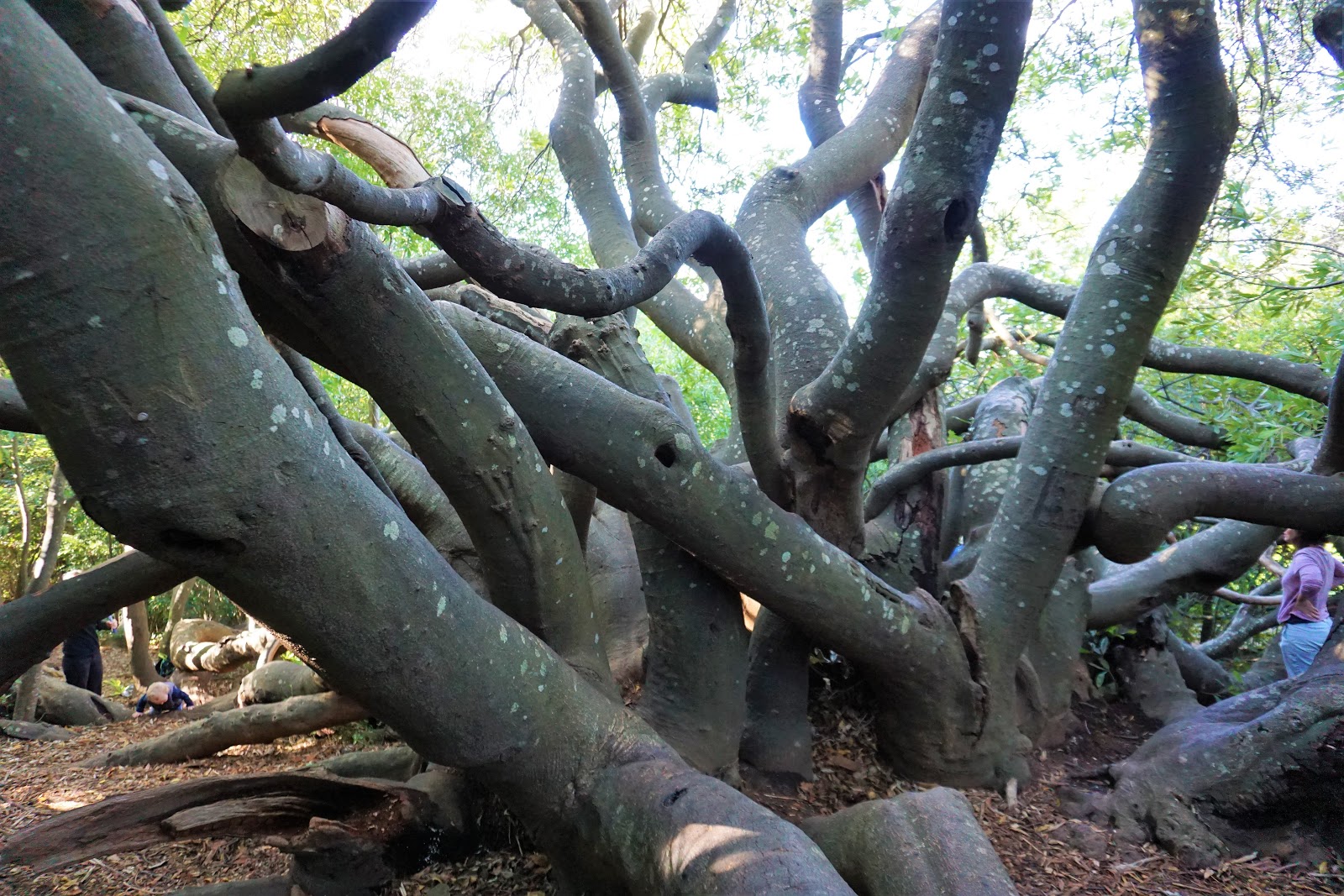 Souvenir Chronicles: CAPE TOWN, SOUTH AFRICA: KIRSTENBOSCH NATIONAL ...