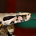¿Qué hacer en caso de mordedura de serpiente?