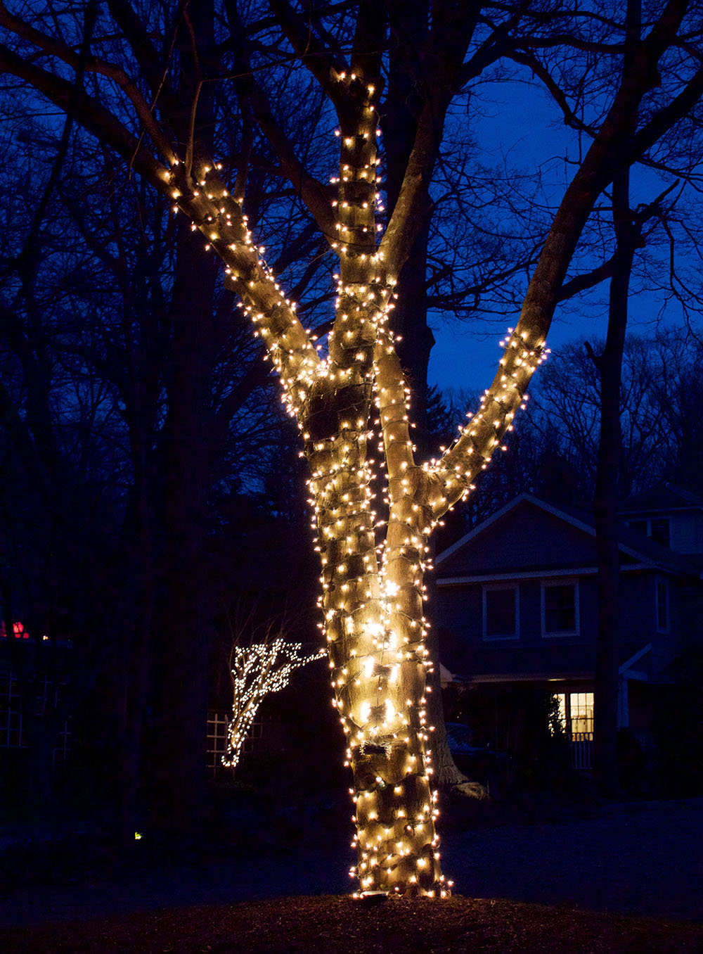 A Picture Each Day The Electric Tree