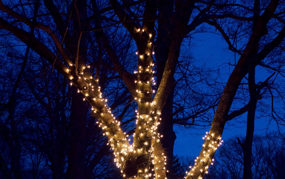 A Picture Each Day The Electric Tree