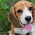 14 Reasons to Choose a Beagle