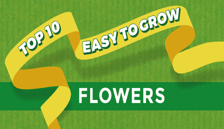 Top 10 easy to grow flowers #infographic
