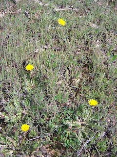 CASAS DE HARO: EL DIENTE DE LEÓN